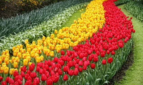 Keukenhof _ Le jardin des tulipes (2)