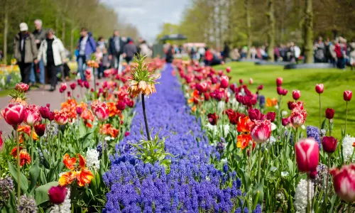 Keukenhof _ Le jardin des tulipes