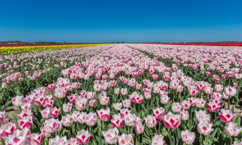 Keukenhof _ Le jardin des tulipes (2)