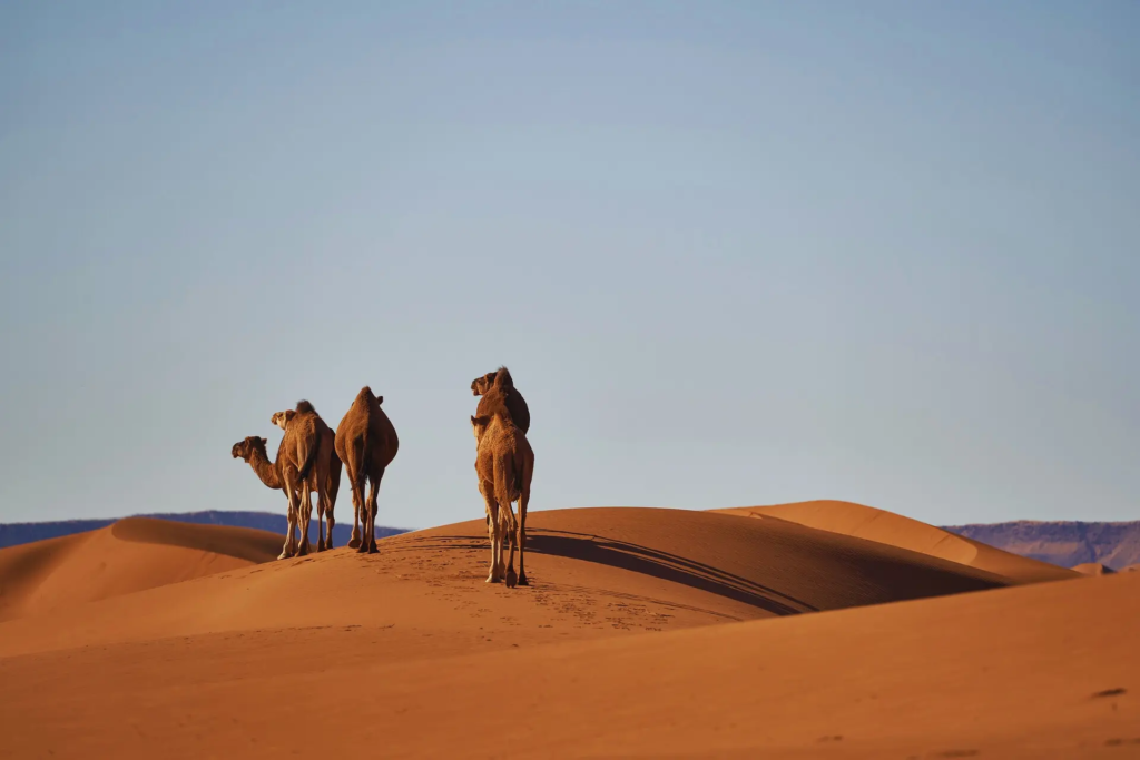 Désert Maroc